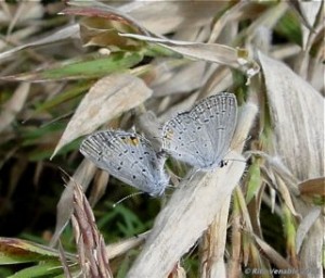 Eastern Tailed-Blues Mating in Tennessee