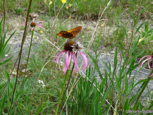 Prairie Purple Coneflower and the Great Spangled Fritillary