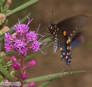 A Pipevine Swallowtail nectars on blazing star in the parking lot at Shelby Farm Park.