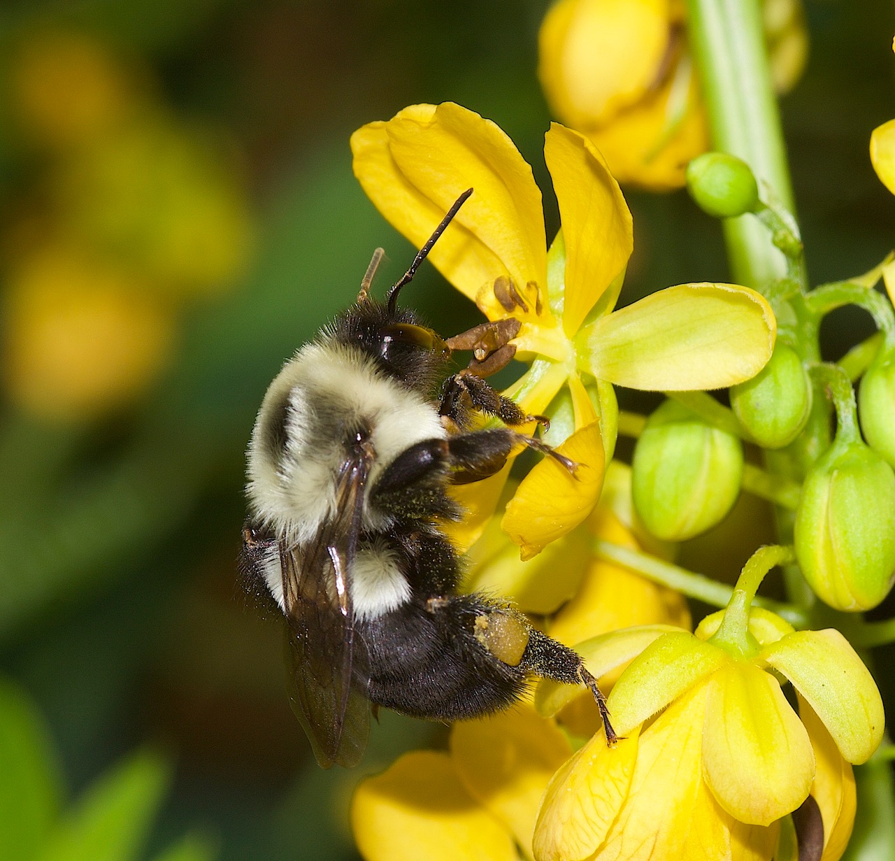 Southern Wild Senna Attracts Bumble Bees